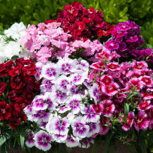 Cheap Bedding Plants Delivered