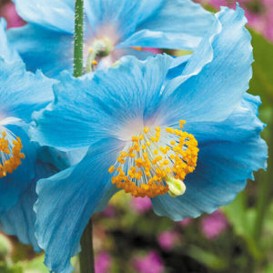 Meconopsis Himalayan Blue Poppy