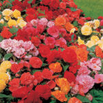 Upright Begonia Non-Stop Mix