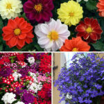 Bright and Beautiful Bedding Collection