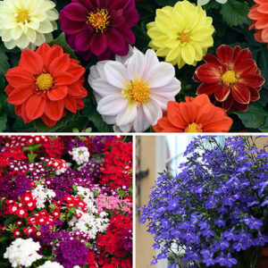 Bright and Beautiful Bedding Collection